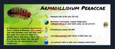Armadillidium Peraccae Isopod Bin Label